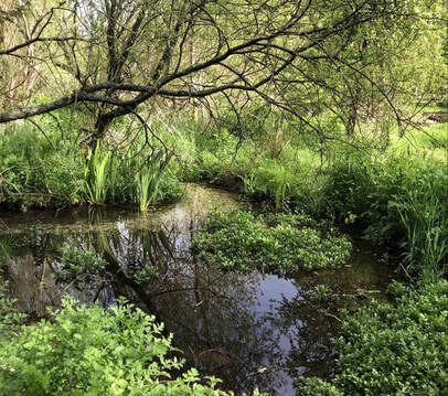 Marsh Common Welford - River Lambourn